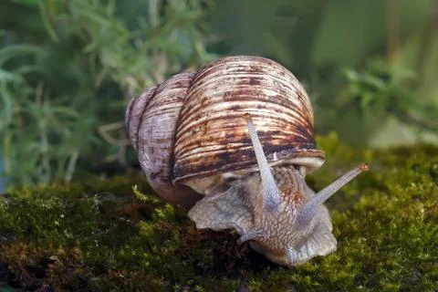 Snail Stock Photos