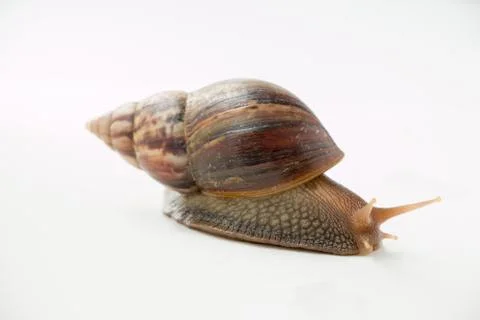 Snail Stock Photos