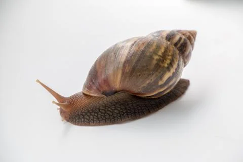 Snail Stock Photos