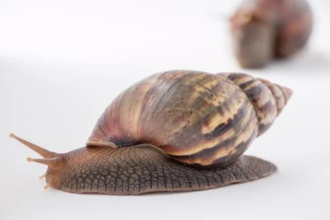 Snail Stock Photos