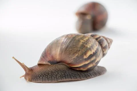 Snail Stock Photos