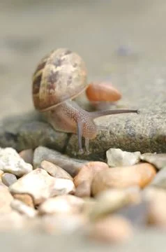 Snail Stock Photos