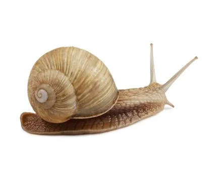 Snail Stock Photos
