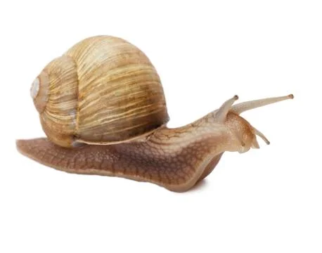 Snail Stock Photos