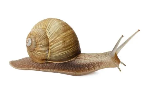 Snail Stock Photos
