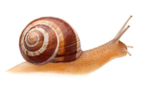Snail Stock Photos
