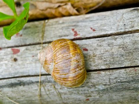 Snail Stock Photos