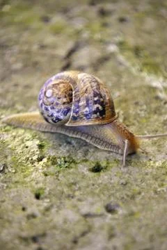Snail Stock Photos