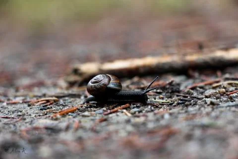 Snail. Stock Photos