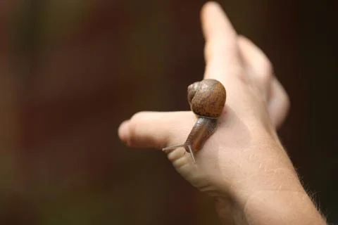 Snail Stock Photos