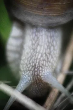 Snail 스톡 사진