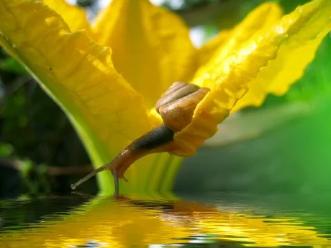 Snail Stock Photos