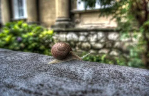 A snail Stock Photos