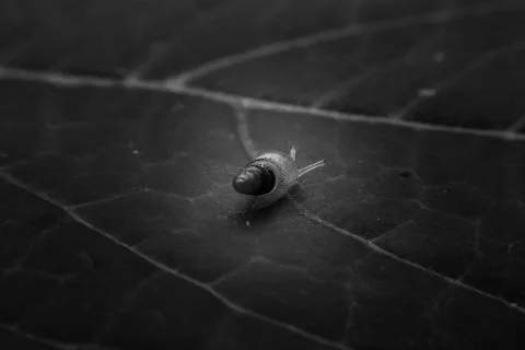 Snail Stock Photos