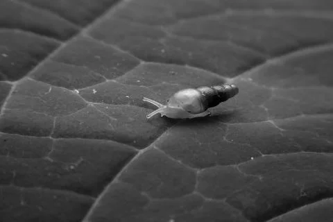 Snail Stock Photos