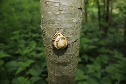 Snail Stock Photos