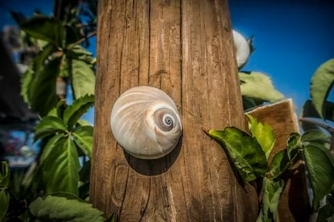 A Snail Stock Photos
