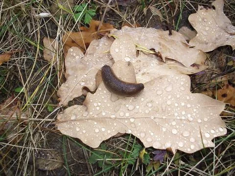 A snail Stock Photos