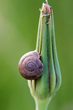Snail on the up Foto stock