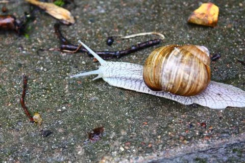 The snail Stock Photos