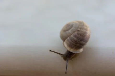 Snail Stock Photos