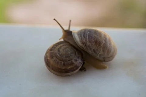 Snail Stock Photos