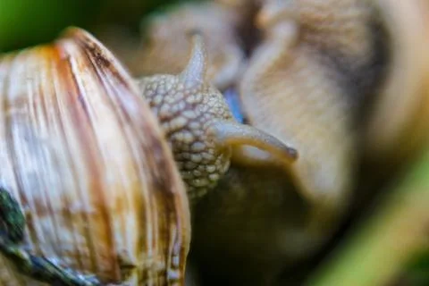Snail Stock Photos