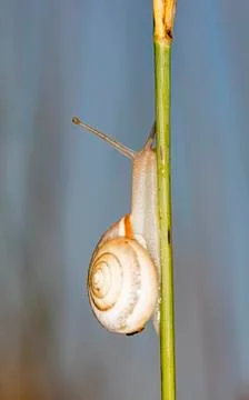 Snail Stock Photos