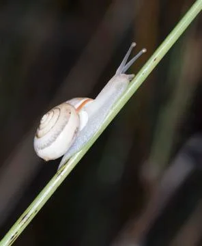Snail Stock Photos