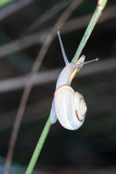 Snail Stock Photos