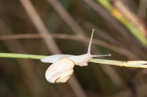 Snail Stock Photos