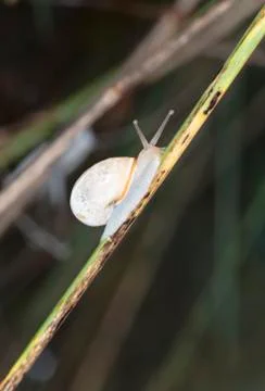 Snail Foto stock