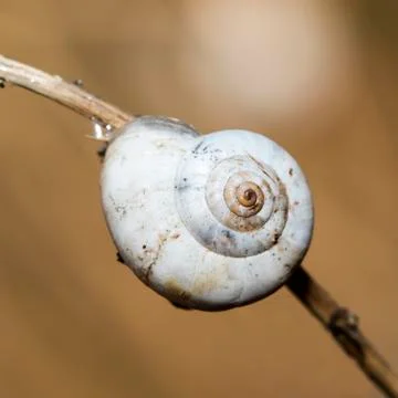 Snail Stock Photos
