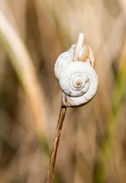 Snail Stock Photos