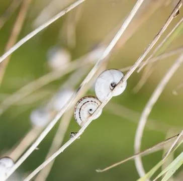 Snail Stock Photos