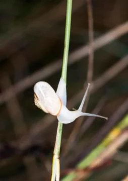 Snail Stock Photos