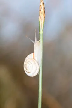 Snail Stock Photos