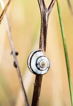 Snail Stock Photos