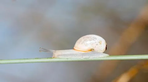 Snail Stock Photos