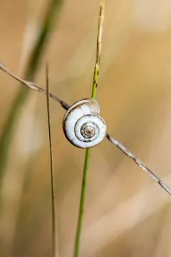 Snail Stock Photos