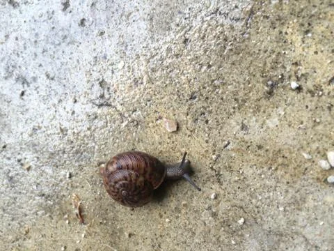 Snail Stock Photos