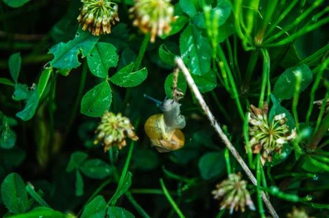 Snail Stock Photos