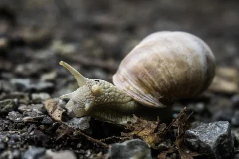 Snail Stockfoto's