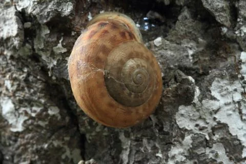 Snail Stock Photos