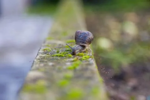 Snail Stock Photos