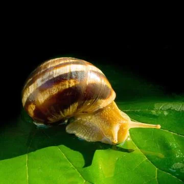 Snail. Stock Photos