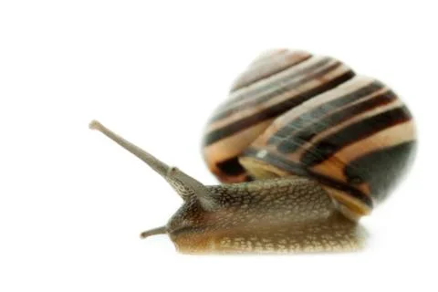 Snail Stock Photos
