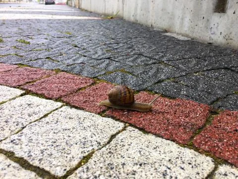 A snail Stock Photos
