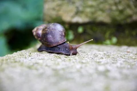 Snail  Stock Photos