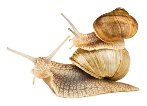 Snail Stock Photos
